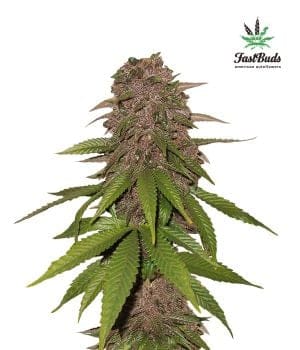 C4 Auto Feminised Seeds-FB-C4-Auto-Fem