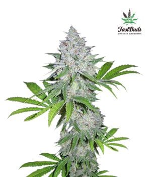 Californian Snow Auto Feminised Seeds-FB-CS-AUTO-FEM