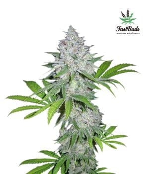 Californian Snow Auto Feminised Seeds-FB-CS-AUTO-FEM