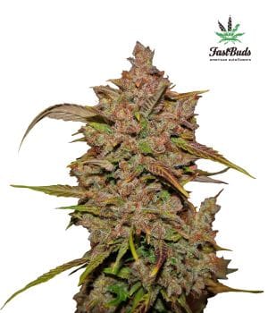 Crystal METH Auto Feminised Seeds-FB-CM-Auto-Fem