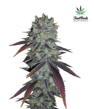 Fastberry Auto Feminised Seeds-FB-FB-AUTO-FEM