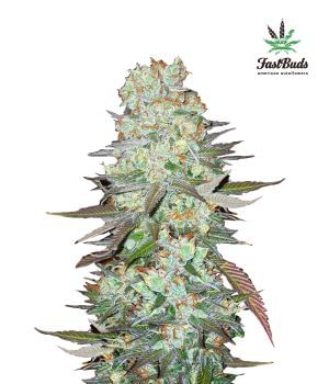 G14 Auto Feminised Seeds-FB-G14-Auto-Fem