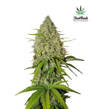 Grapefruit Auto Feminised Seeds-FB-GM-Auto-Fem