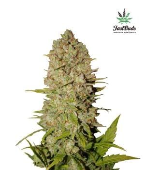Pineapple Express Auto Feminised Seeds-FB-PE-Auto-Fem