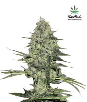Rhino Ryder Auto Feminised Seeds-FB-RR-Auto-Fem