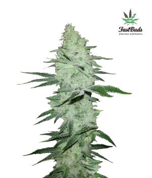 Six Shooter Auto Feminised Seeds-FB-SS-Auto-Fem