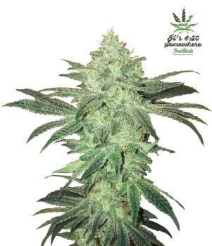 Stardawg Auto Feminised Seeds-FB-SD-Auto-Fem