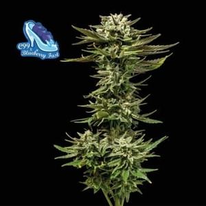 C99 x Blueberry Fast Feminised Seeds-SMAN-C99BB-FAST-FEM
