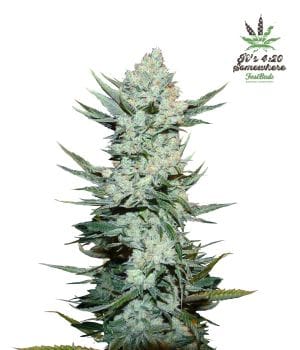 Tangie Auto Feminized Seeds-FB-TM-Auto-Fem