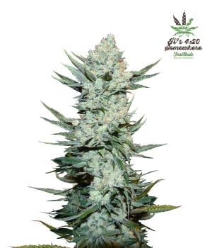 Tangie Auto Feminised Seeds-FB-TM-Auto-Fem