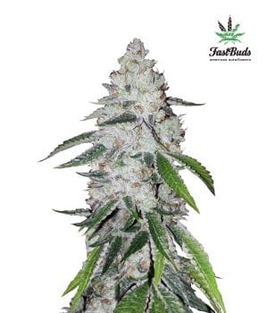 West Coast O.G. Auto Feminised Seeds-FB-WCOG-Auto-Fem
