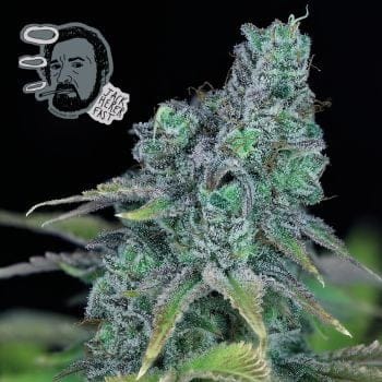 Jack Herer Fast Feminised Seeds-SMAN-JCKHR-FAST-FEM