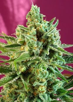 S.A.D. CBD Feminised Seeds-SS-SADCBD-Fem
