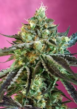 Sweet Nurse CBD Auto Feminised Seeds-SS-SNCBD-Fem