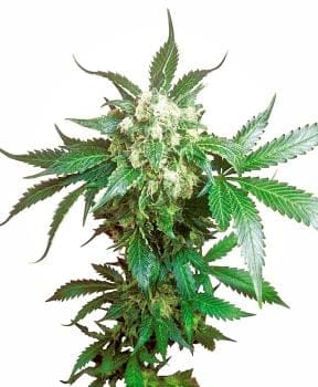 Black Domina Feminised Seeds-sensi-blackdom-fem