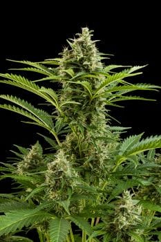 Vesta Auto Feminised Seeds-BS-VESTA-FEM