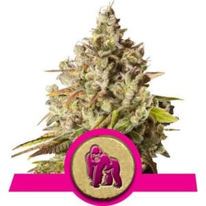 Royal Gorilla Feminised Seeds-RQS-RGRL-Fem