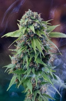 Tardis Regular Seeds-HNW-TRDS-REG