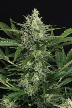 Green Gummy Auto Feminised Seeds-EXO-GG-AUTO-FEM