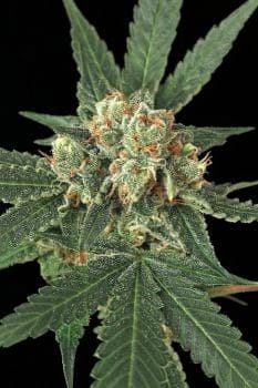 Blue Monkey Feminised Seeds-EXO-BM-FEM