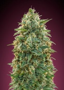 Amnesia Feminised Seeds-ADV-AMNS-FEM