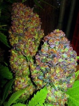 Blueberry Feminised Seeds-PHNX-BBL-FEM