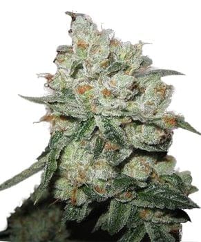 OG Kush Feminised Seeds-PHNX-OGK-FEM