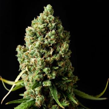 Original Skunk Feminised Seeds-PHNX-OSK-FEM