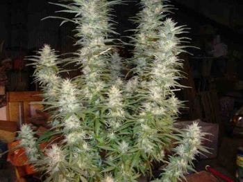 White Widow Feminised Seeds-PHNX-WW-FEM