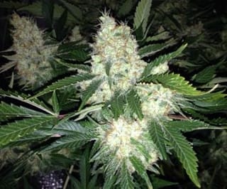 AK27 Express Auto Feminised Seeds-PHNX-AK27-AUTO-FEM