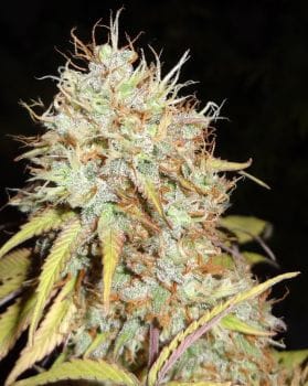 Amnesia Express Auto Feminised Seeds-PHNX-AMN-AUTO-FEM