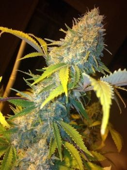 Northern Lights Express Auto Feminised Seeds-PHNX-NL-AUTO-FEM
