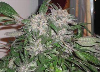 White Widow Express Auto Feminised Seeds-PHNX-WWD-AUTO-FEM