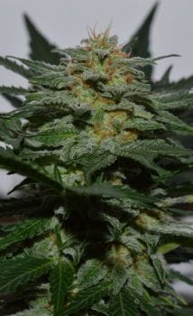 SweetBerry Cough Auto Feminised Seeds-GOG-SBC-AUTO-FEM