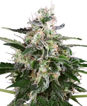 White Skunk Auto Feminised Seeds-WHITE-AUTO-WS-fem