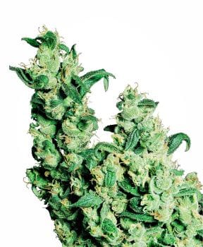 Jack Herer Feminised Seeds-sensi-jack-herer-fem
