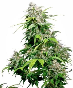 California Indica Feminised Seeds-sensi-cal-indica-fem