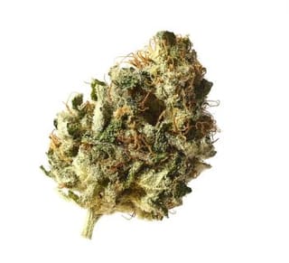 Kosher Choco Kush Feminised Seeds-AMG-KOCHKU-Fem