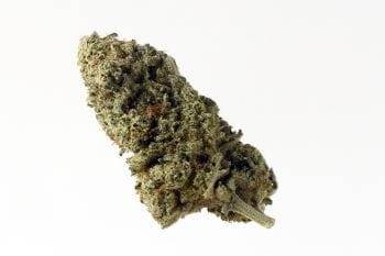 Green Magic Feminised Seeds-AMG-GRMAG-Fem