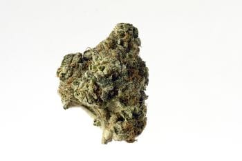 AK Choco Kush Feminised Seeds-AMG-AKCHKU-Fem