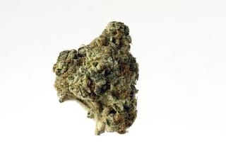 AK Choco Kush Feminised Seeds-AMG-AKCHKU-Fem