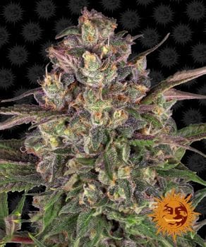 Peyote Critical Feminised Seeds-BFS-PEYCRIT-Fem