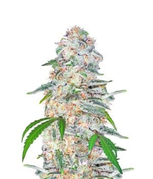 Blue Dream Auto Feminised Seeds-FB-BLUDR-AUTO-Fem