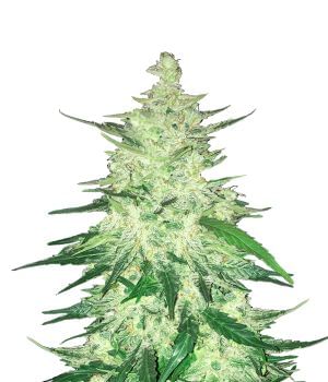 CBD 1:1 Auto Feminised Seeds (formerly Crack CBD Auto)-FB-CBDCRA-AUTO-FEM