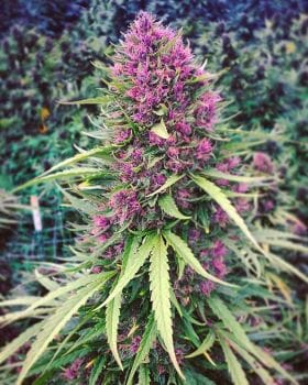 Good Shit Feminised Seeds-PHNX-GS-FEM