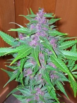Good Shit Auto Feminised Seeds-PHNX-GS-AUTO-FEM