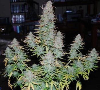 Strong Stuff Feminised Seeds-PHNX-SS-FEM