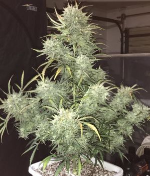 Strong Stuff Auto Feminised Seeds-PHNX-SS-AUTO-FEM