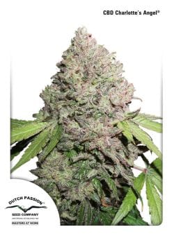 Charlotte's Angel CBD Feminized Seeds-dp-charlottes-angel