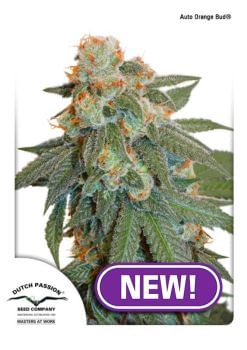 Orange Bud Auto Feminized Seeds-dp-autoorangebud